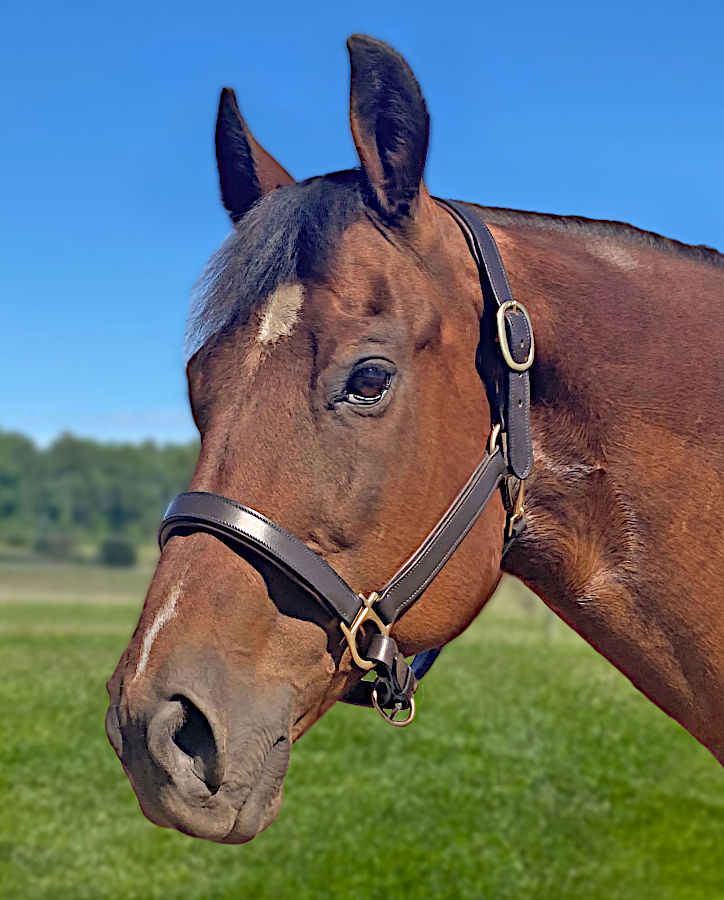 Blakely Deluxe Padded Halter